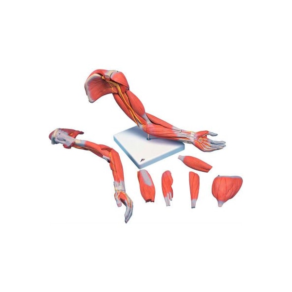 3B Anatomical Model - Deluxe Muscular Arm, 6-Part